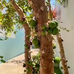 Casa Na Praia Aracaju - Praia Aruana