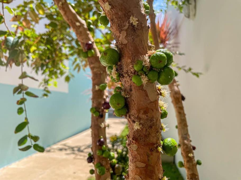 Casa Na - Aruana